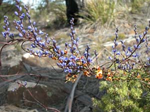 Comesperma volubile