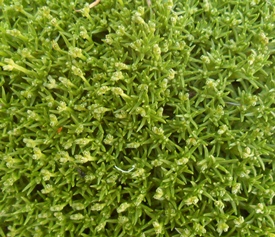 Scleranthus biflorus close-up, showing flowers